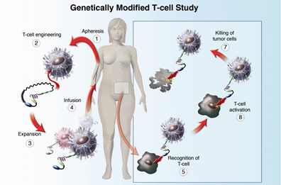 illustration of genetically modified t cell study